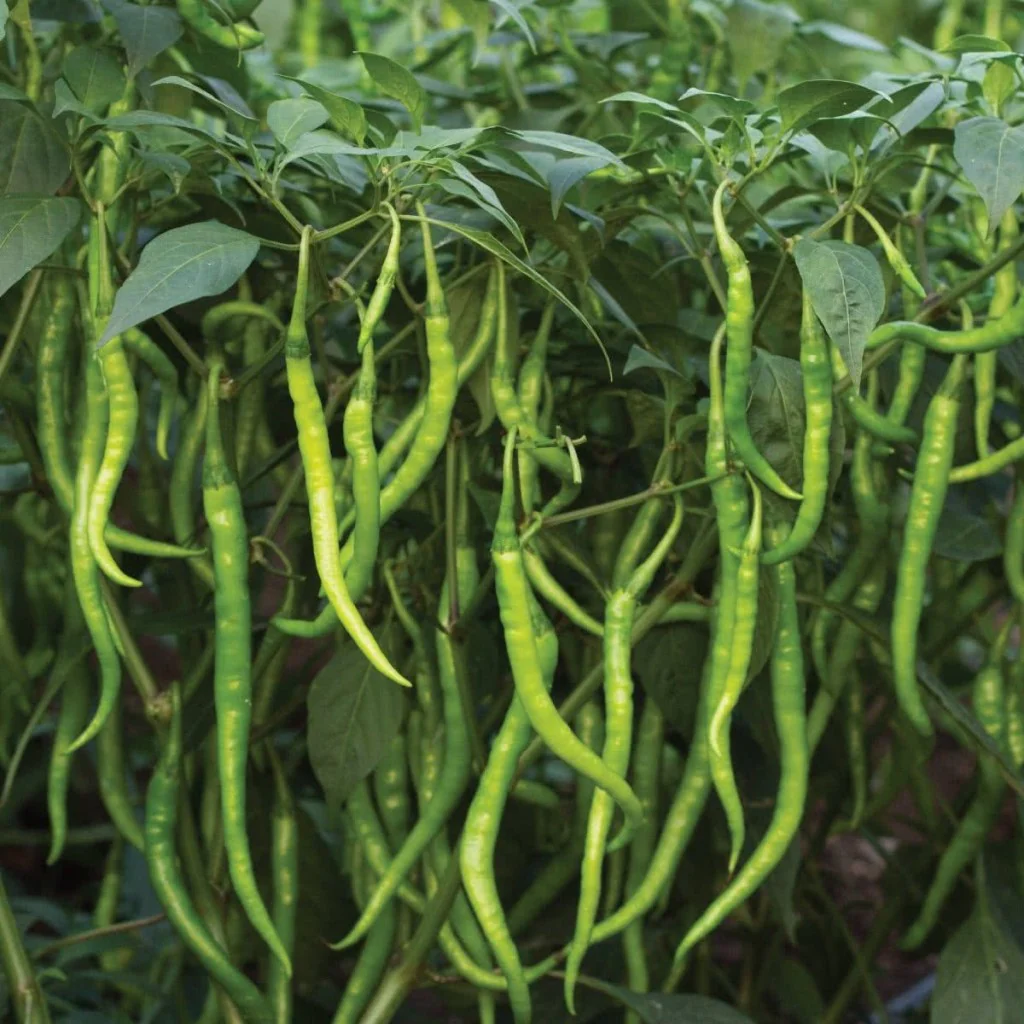 Chilli Seeds Jwala - Image 3