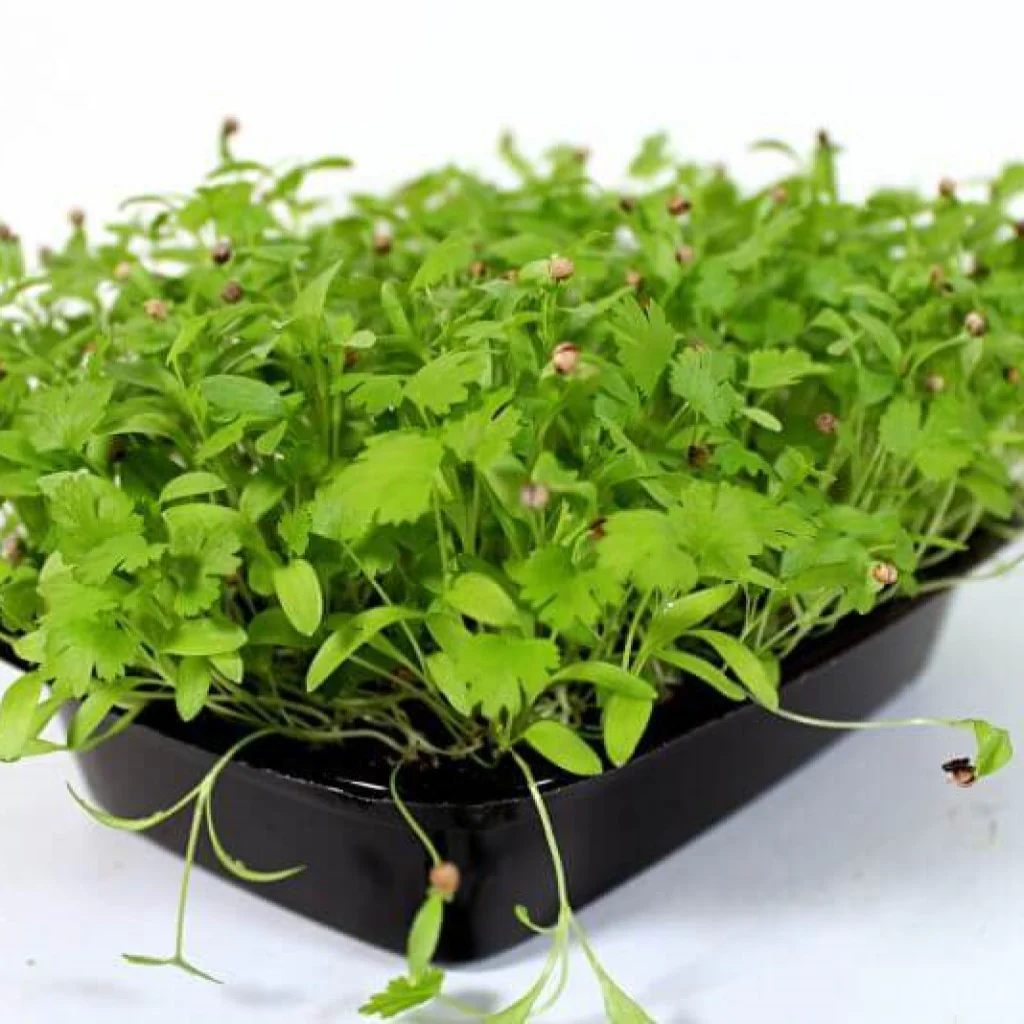 Coriander - Micro green Seeds - Image 3