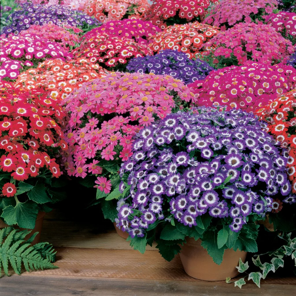 Cineraria Masterpiece Mixed (Hybrid) - Flower Seeds - Image 3
