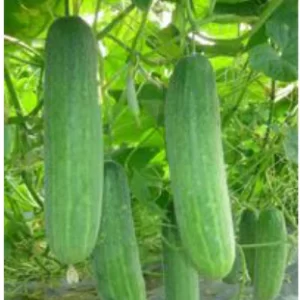 Cucumber Seeds F-1 Hybrid US-5050