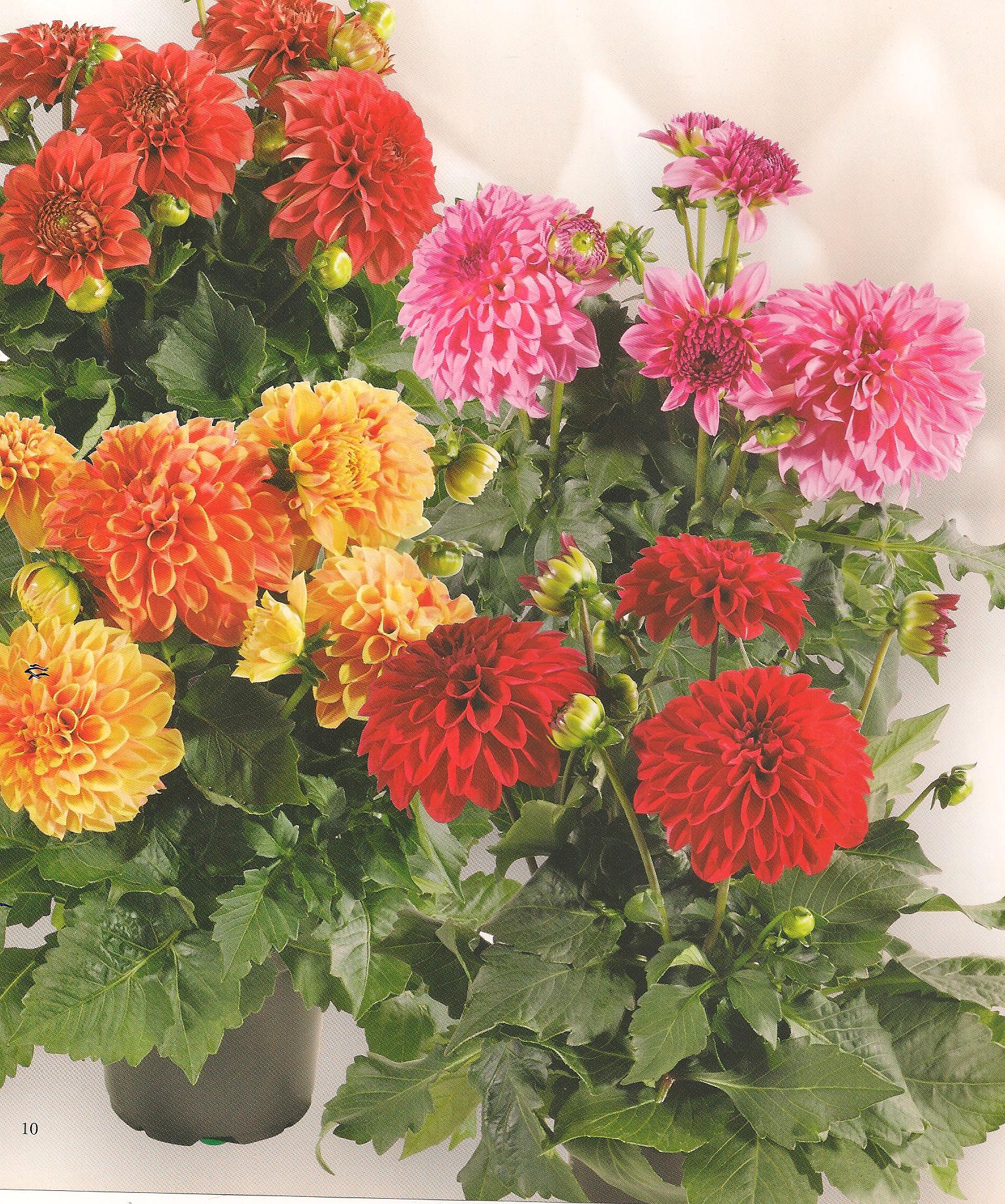Dahlia Tall Star Mixed - Flower Seeds - Image 3