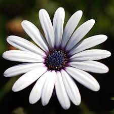 Dimorphothica White Flower Seeds