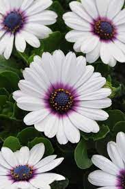 Dimorphothica White Flower Seeds - Image 3