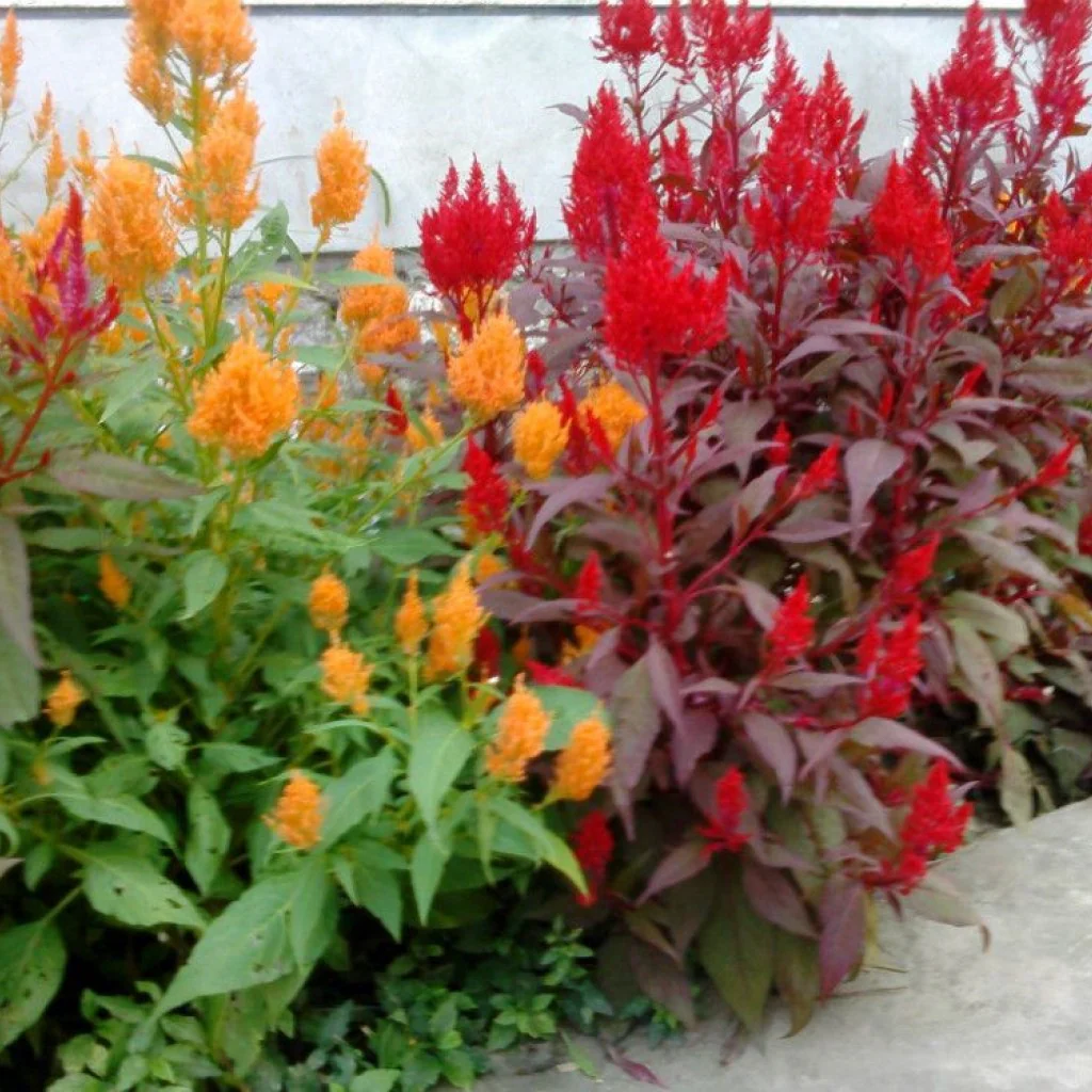 Celosia Plumosa Pampus Mixed - Flower seeds