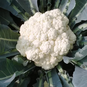 Cauliflower Seeds F-1 Hybrid Agri 2