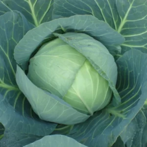 Cabbage Seeds F-1 Hybrid Superball