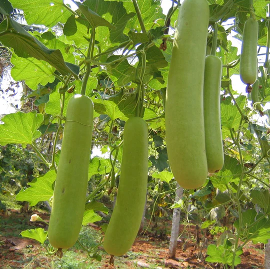Bottle Gourd Seeds F-1 Hybrid US 345 (Gutka Type) - Image 3