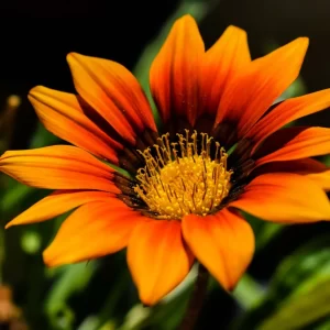 Gazania Sunshine - Flower Seeds