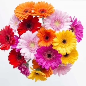 Gerbera Single Flower Mixed (Hybrid) - Flower Seeds