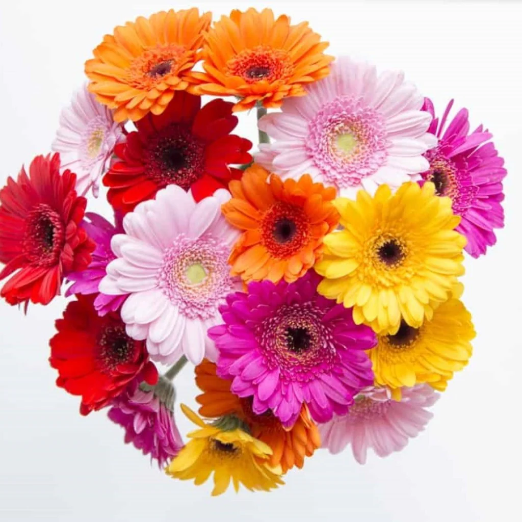 Gerbera Single Flower Mixed (Hybrid) - Flower Seeds