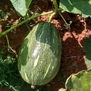 Pumpkin Seeds F-1 Hybrid US-101 (Large)
