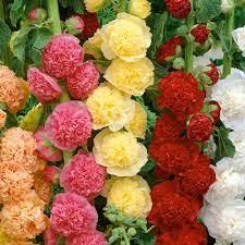 Hollyhock Dwarf Flower Seeds