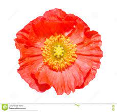 Poppy Iceland Mix - Flower Seeds