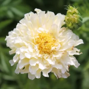 Marigold Kilimanjaro White - Flower Seeds