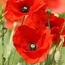 Poppy Red Indian - Flower Seeds - Image 3