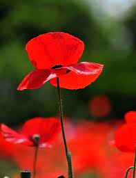 Poppy Red Indian - Flower Seeds