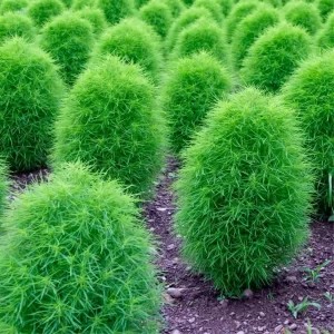 Kochia Trichophylla - Flower Seeds
