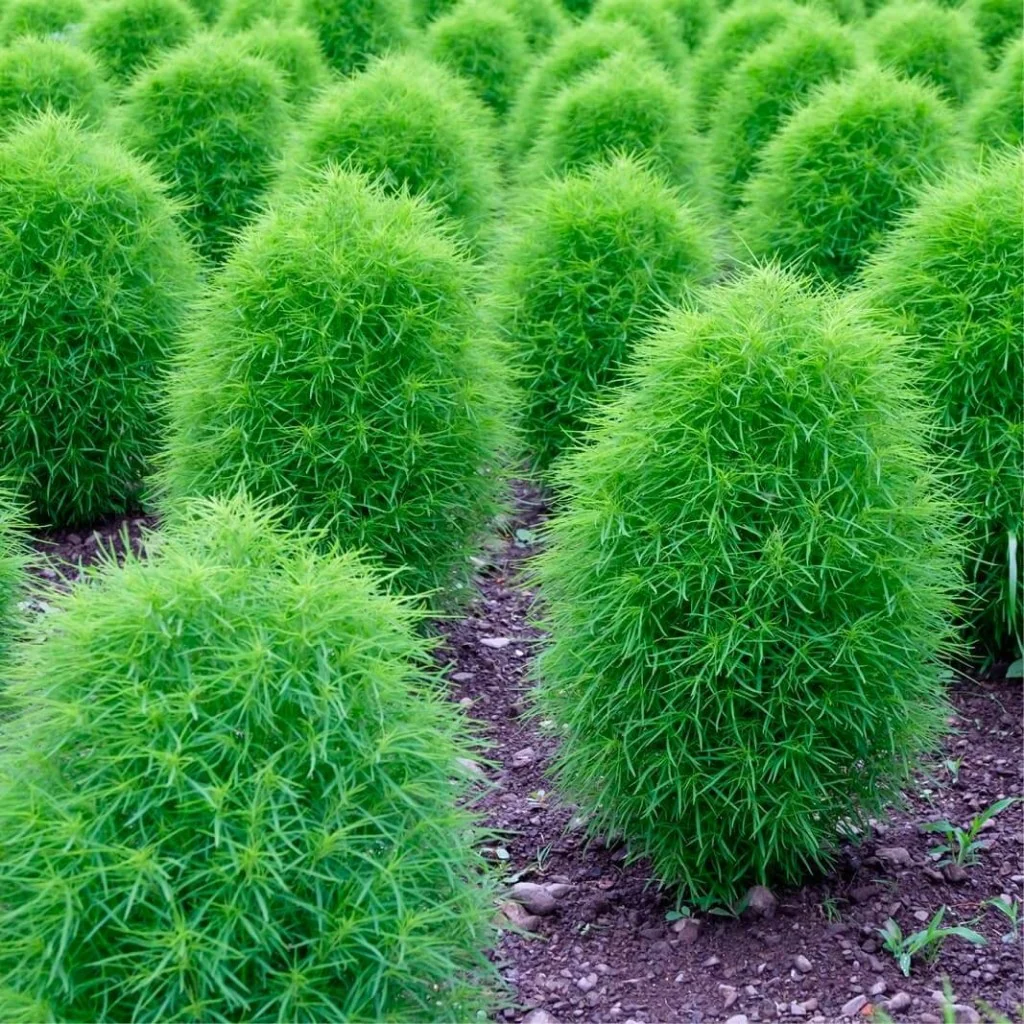 Kochia Trichophylla - Flower Seeds