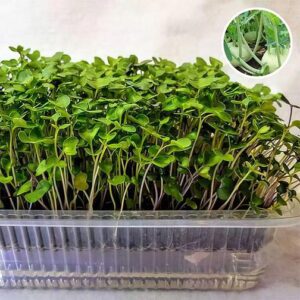 Kohl Rabi-Microgreen Seeds