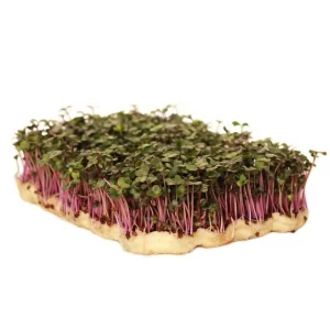 Knol Khol Purple Micro green Seeds