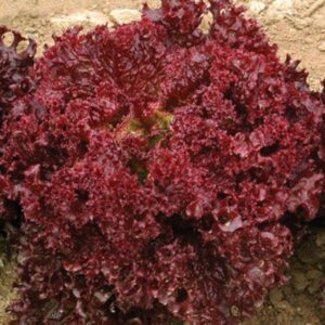 Lettuce Seeds Red Rose