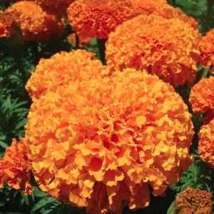 Marigold African - Flower Seeds