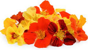 Nasturtium Variegated Mixed -Flower Seeds - Image 2