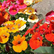 Nemesia Carnival Mix-Flower Seeds