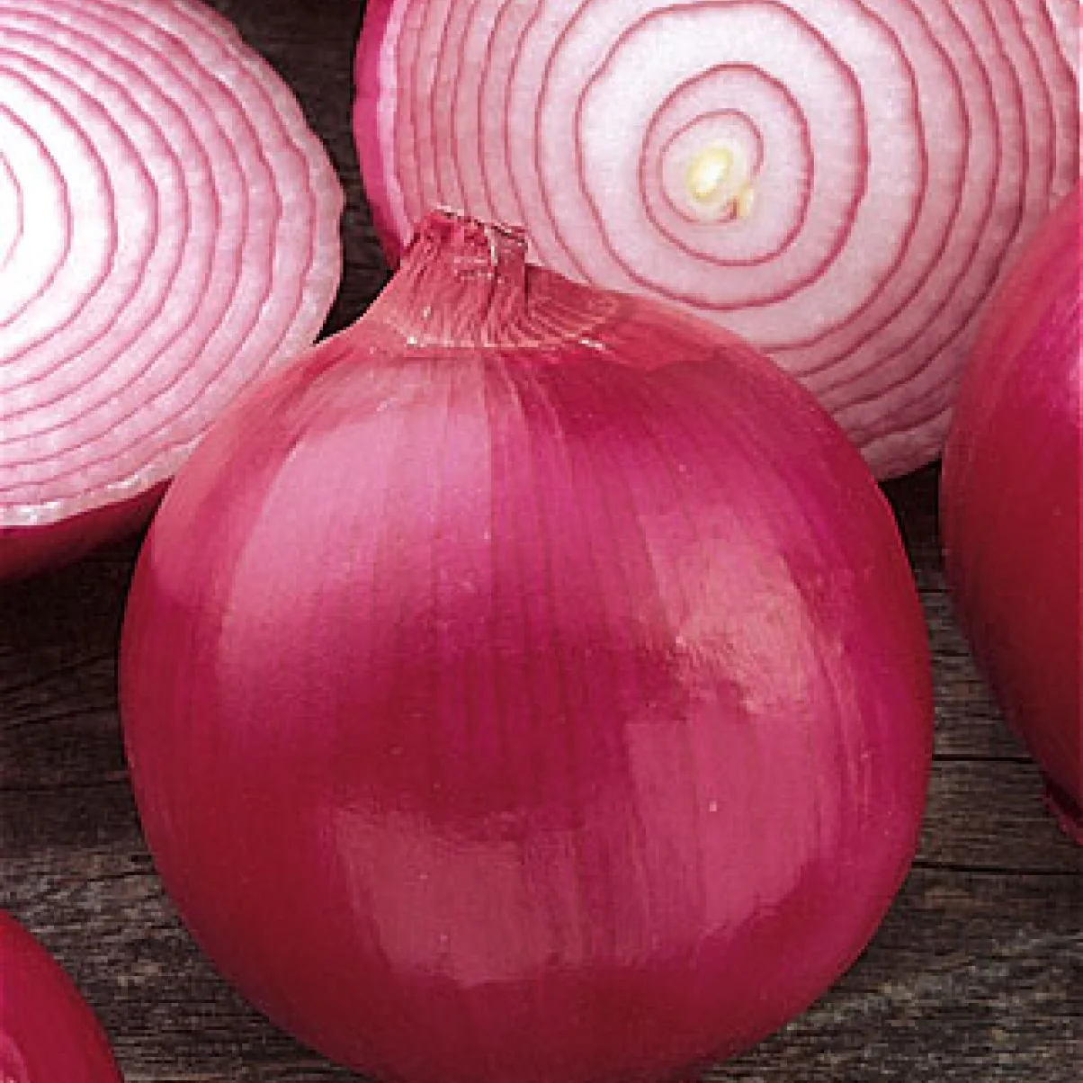 Onion Seeds F-1 Hybrid Red Cosmo - Image 2