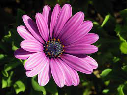 Osteospermum Mixed- Flower Seeds - Image 2