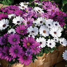 Osteospermum Mixed- Flower Seeds