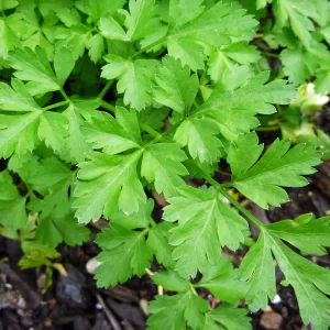 Parsley Seeds Italian KGP