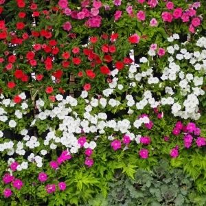 Vinca Rosea Mix - Flower Seeds