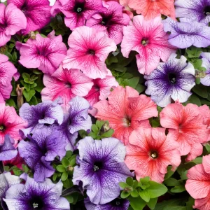 Petunia Multiflora Lambada (Hybrid) - Flower Seeds