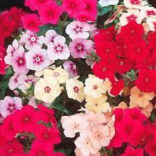 Phlox Beauty Mix-Flower Seeds