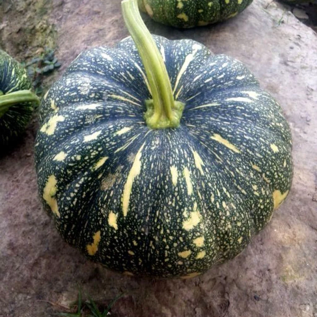 Pumpkin Seeds F-1 Hybrid US-64 (Small) - Image 3