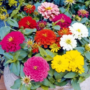 Zinnia Lilliput Mix -Flower Seeds
