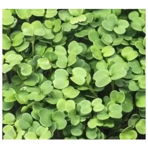 Rocket Micro green Seeds