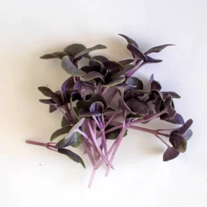 Basil Dark Opal (Purple) Seeds