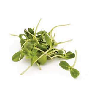 Sunflower Micro green Seeds