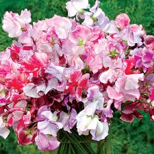Sweet Pea Mixed- Flower Seed - Image 2