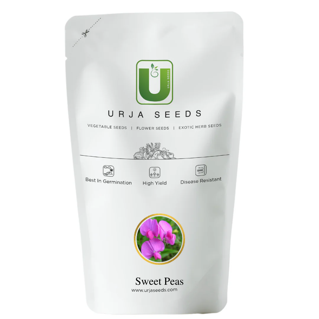 Sweet Pea Mixed- Flower Seed - Image 3