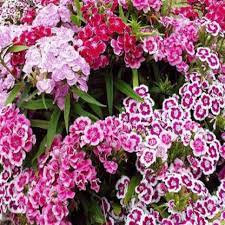 Sweet William F2 Mix-Flower Seeds