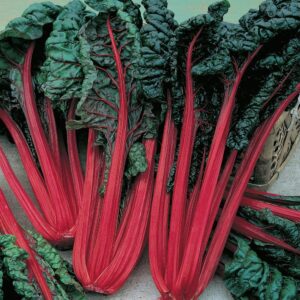 Swiss Chard Red Ruby-Kitchen Garden Packing