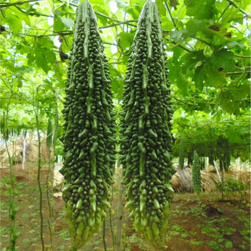 Bitter Gourd Seeds Jhalri Supreme - Image 2