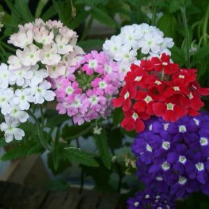 Verbena Ideal Mix-Flower Seeds