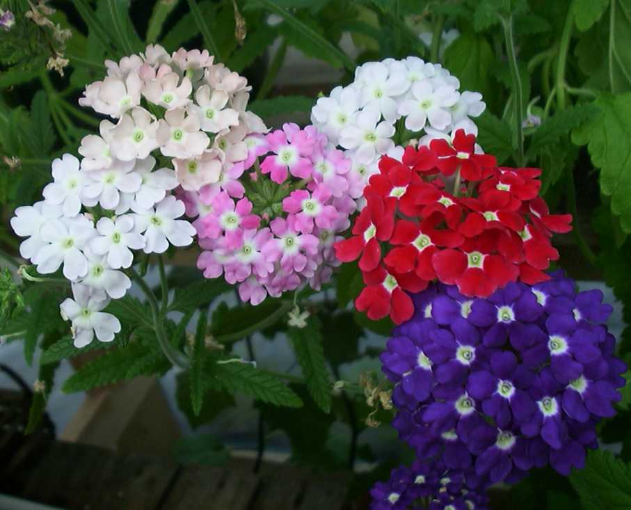 Verbena Ideal Mix-Flower Seeds