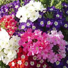 Verbena Ideal Mix-Flower Seeds - Image 3