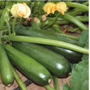 Zucchini Seeds Dark Green