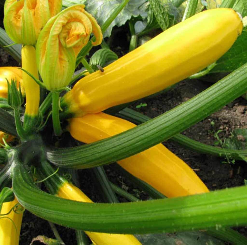 Zucchini Seeds F-1 Hybrid Yellow Beauty - Image 2